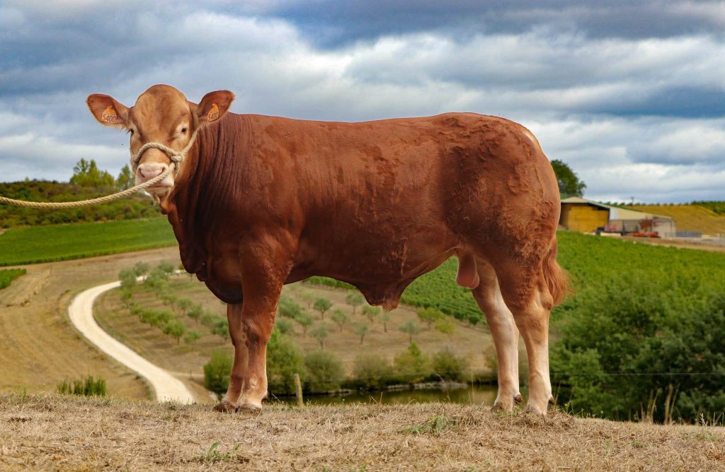 Apericub, jeune taureau limousin né en 2025, Château Pique-Sègue