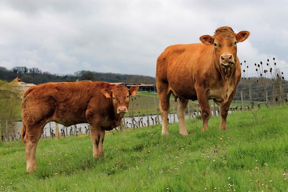 Joconde et son veau, vache limousine Reproductrice Recommandée, Château Pique-Sègue