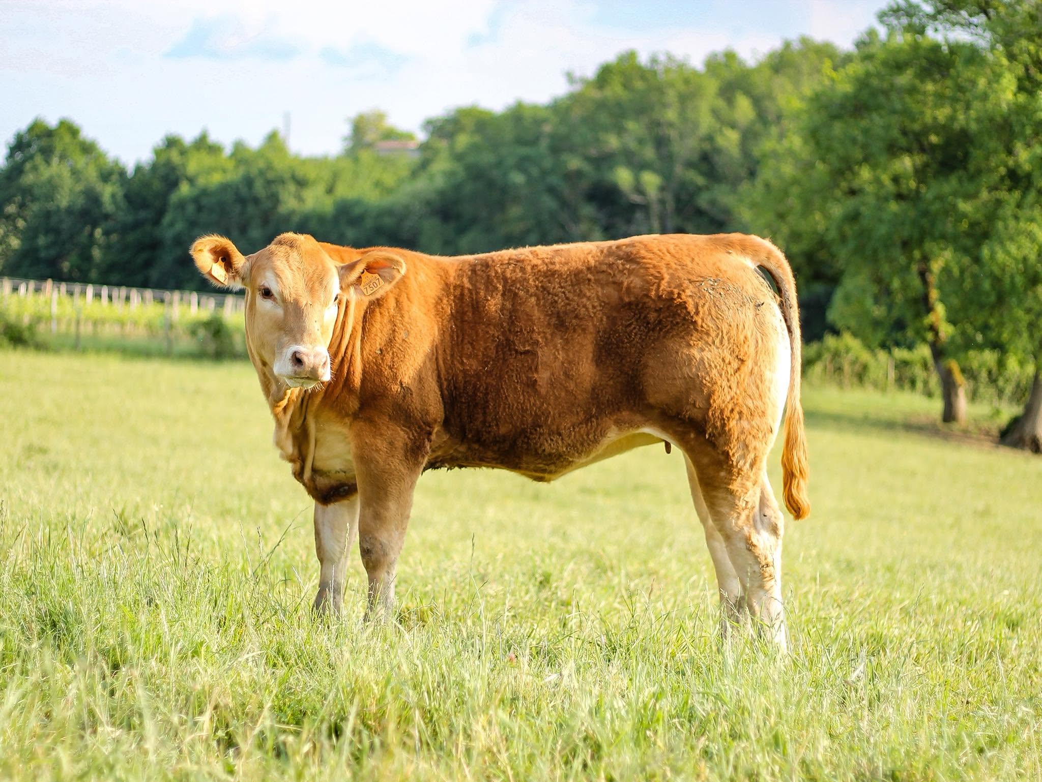 Neige, génisse limousine homozygote sans cornes (P/P), Château Pique-Sègue
