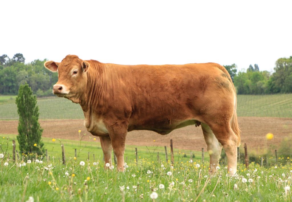Océane, vache limousine au pré, Château Pique-Sègue