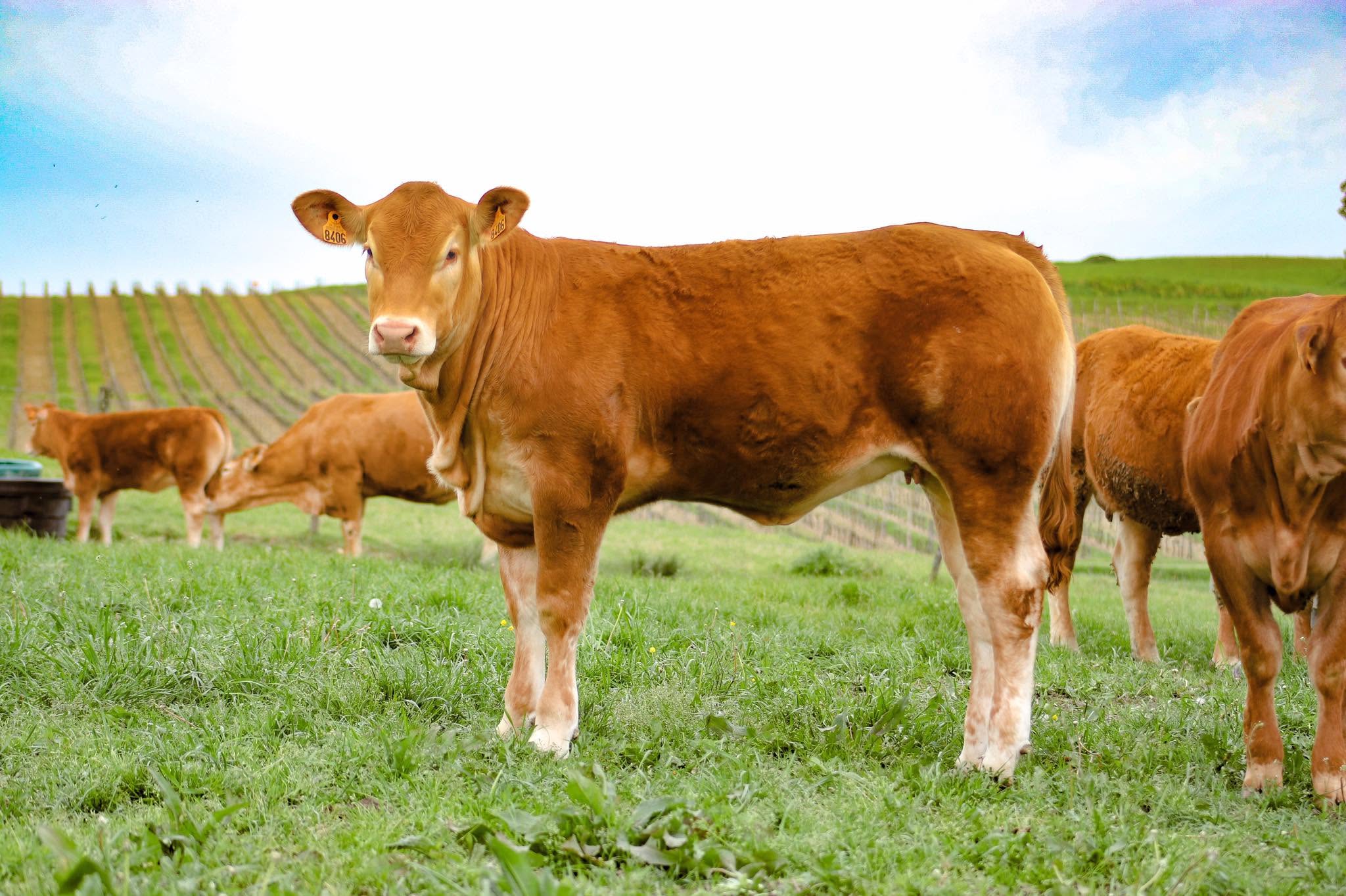 Orange, vache limousine devant les vignes du Château Pique-Sègue