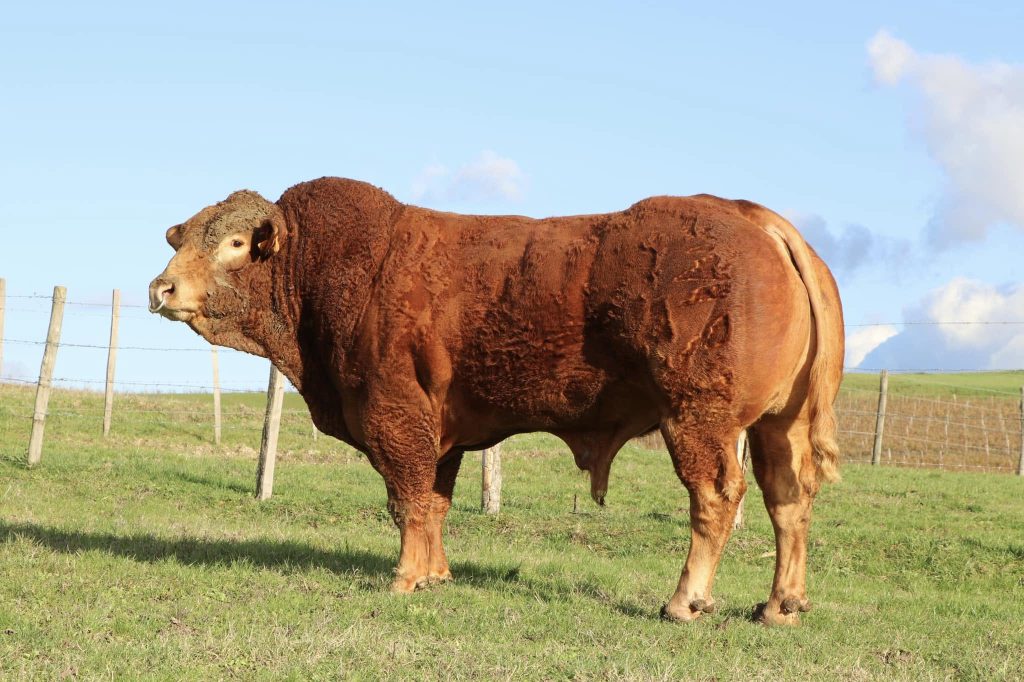 Ovni Ben, taureau limousin Reproducteur Reconnu, Château Pique-Sègue